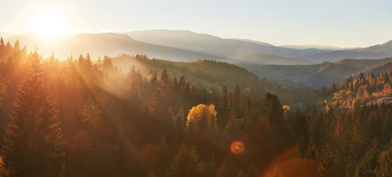 Morning fog creeps with scraps over autumn mountain forest covered in gold leaves