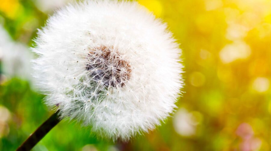 exodikastikos_mixanismos