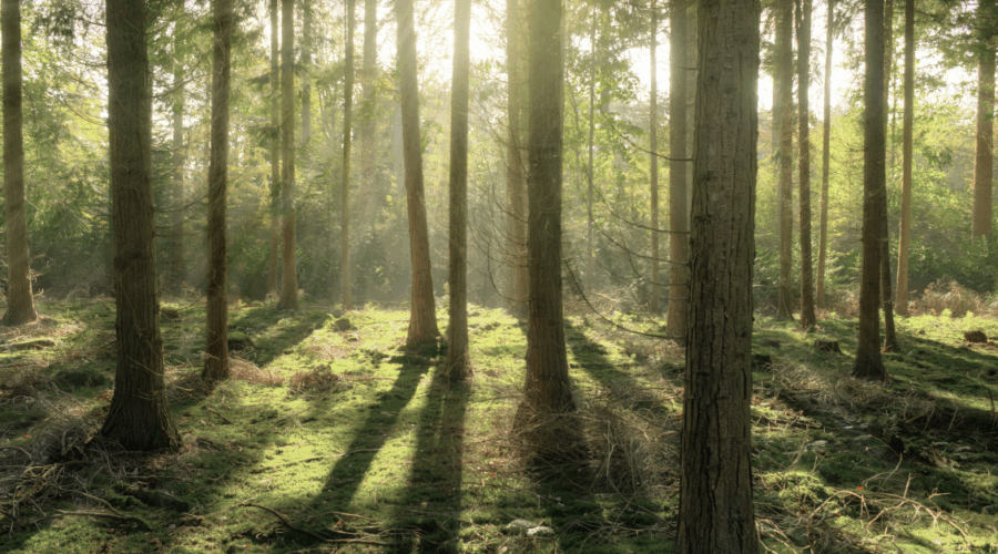 Ανισότητες και Στρεβλώσεις στη Φορολογία Εισοδήματος: Τι Πληρώνουν Πραγματικά οι Φορολογούμενοι