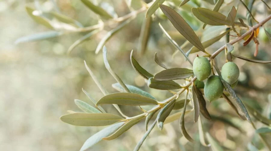 Λογιστικές Υπηρεσίες Εστίασης για εστιατόρια, καφέ και catering